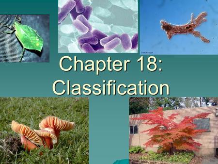 Chapter 18: Classification