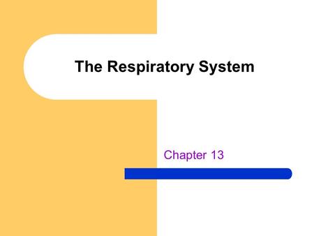 The Respiratory System