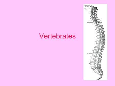 Vertebrates.