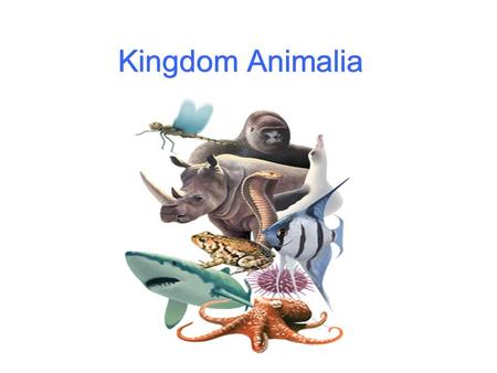 Kingdom Animalia.