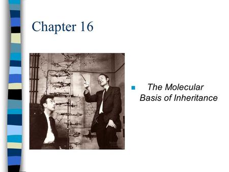 Chapter 16 The Molecular Basis of Inheritance.