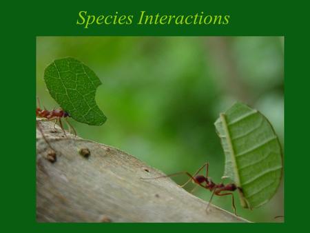 Species Interactions. Fitness: the relative contribution to the gene pool in the next generation.