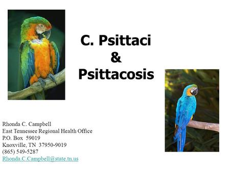 C. Psittaci & Psittacosis