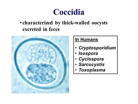 Coccidia characterized by thick-walled oocysts excreted in feces