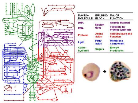 Today I will be talking about the biochemistry of the malaria parasite. Biochemistry is the study of the interconversion of molecules as depicted by this.