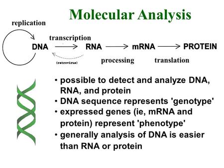 Replication transcription processingtranslation Molecular Analysis possible to detect and analyze DNA, RNA, and protein DNA sequence represents 'genotype'