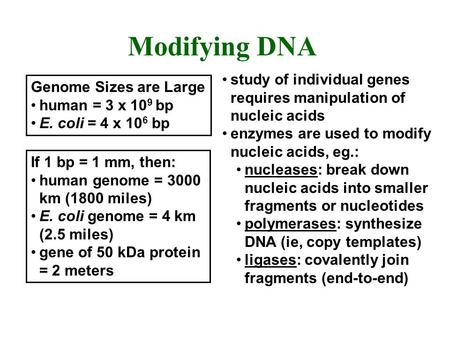 Genome Sizes are Large human = 3 x 10 9 bp E. coli = 4 x 10 6 bp If 1 bp = 1 mm, then: human genome = 3000 km (1800 miles) E. coli genome = 4 km (2.5 miles)