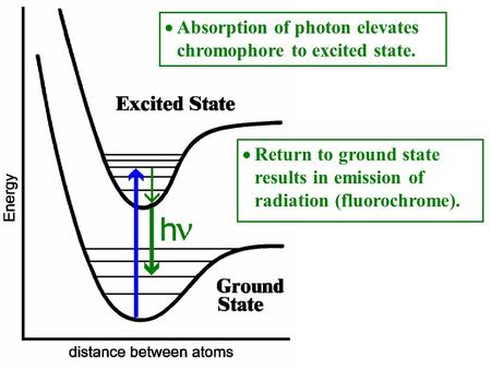 Absorption of photon elevates chromophore to excited state.