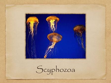 Scyphozoa.