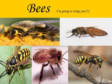 Bees ( Im going to sting you!!!). Most people have always asked themselves, what importance does bees have on the environment, what uses do they have,