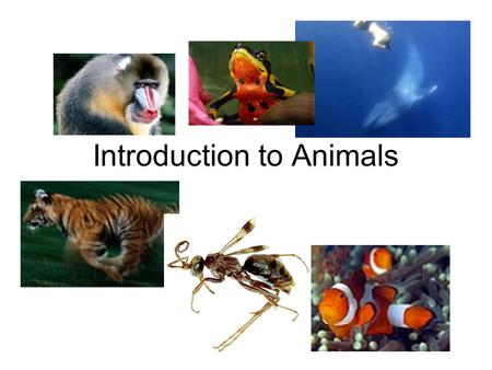 Introduction to Animals