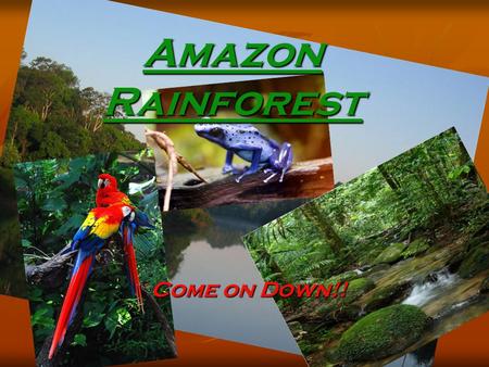 Amazon Rainforest Come on Down!!. Plants and animals of the Amazon The wildlife population of the Amazon is very diverse. You can find anything from a.