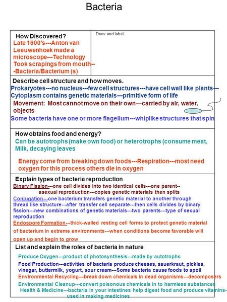 Bacteria How Discovered?