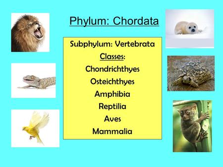 Subphylum: Vertebrata