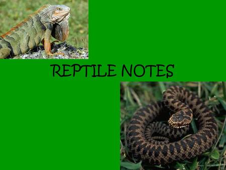 REPTILE NOTES.