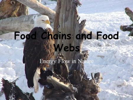 Food Chains and Food Webs