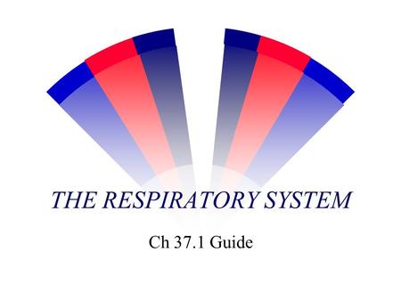 THE RESPIRATORY SYSTEM