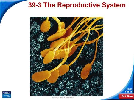 39-3 The Reproductive System