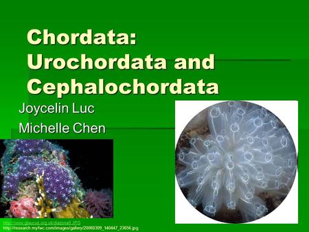 Chordata: Urochordata and Cephalochordata