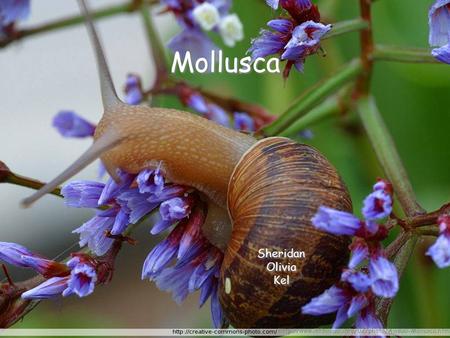 Mollusca Sheridan Olivia Kel