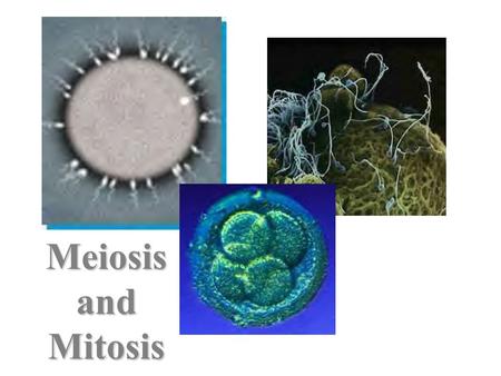 Meiosis and Mitosis.