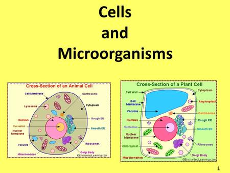 Cells and Microorganisms