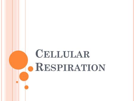 Cellular Respiration.