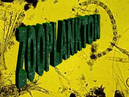 ZOOPLANKTON.