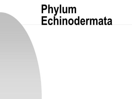 Phylum Echinodermata.