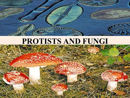 PROTISTS AND FUNGI.