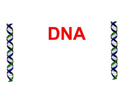 DNA. 2 DNA Functions Stores genetic information to build and maintain a living organism Copies itself.