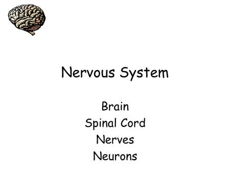 Brain Spinal Cord Nerves Neurons