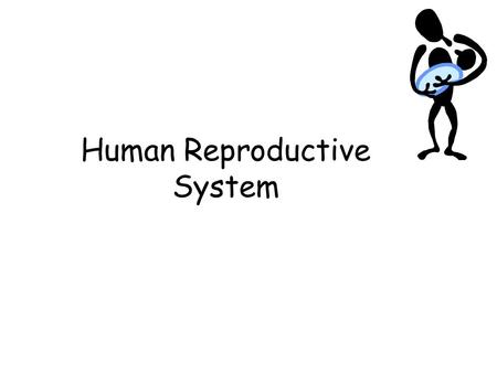 Human Reproductive System