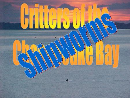 Shipworms Shipworms are not worms. Think you know what they are?