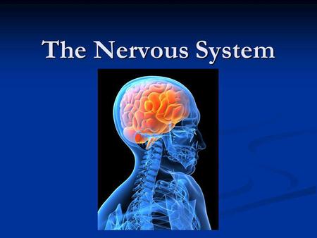 The Nervous System.