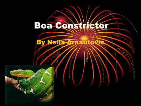 Boa Constrictor By Neila Arnautovic. There are five different groups of animals with vertebrates. Reptiles Mammals Fish Amphibians Birds.