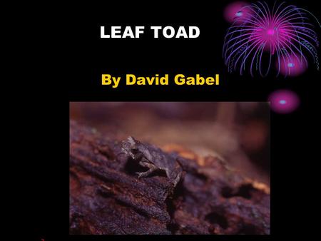 LEAF TOAD By David Gabel.