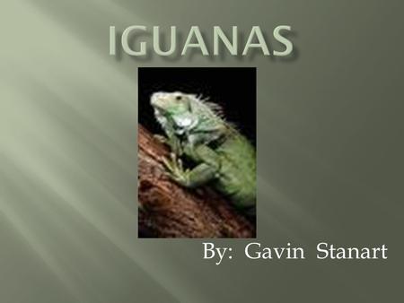 By: Gavin Stanart Iguanas have two eyes on their face and a third eye, called a parietal eye on the top of their head. This third eye does not see the.