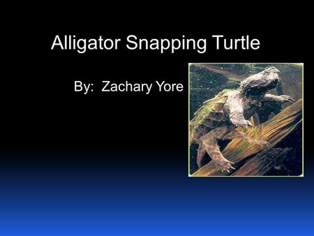 Alligator Snapping Turtle