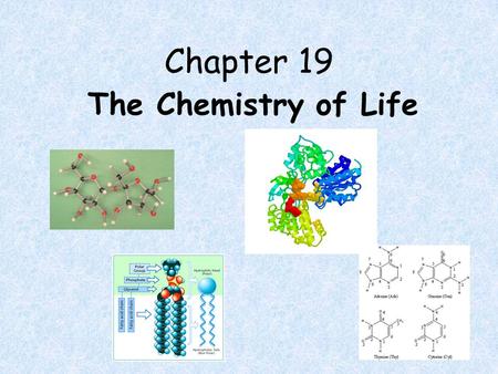 Chapter 19 The Chemistry of Life.