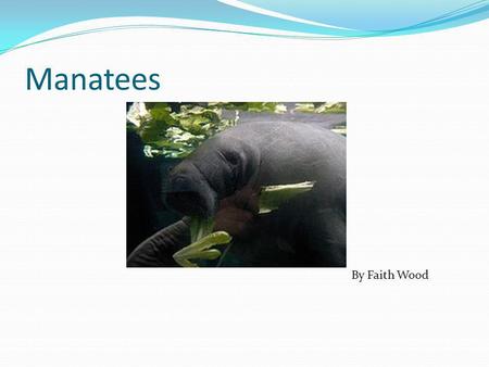 Manatees By Faith Wood What it Looks Like They look like walruses. They look a little like mermaids. They look a little like you would call them sea.