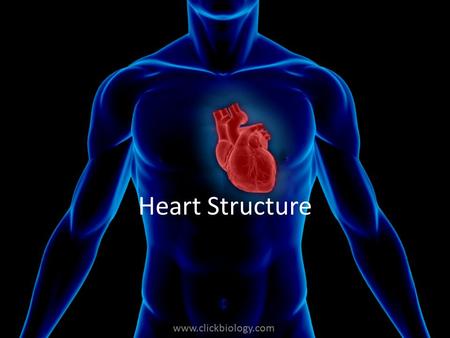 Heart Structure.