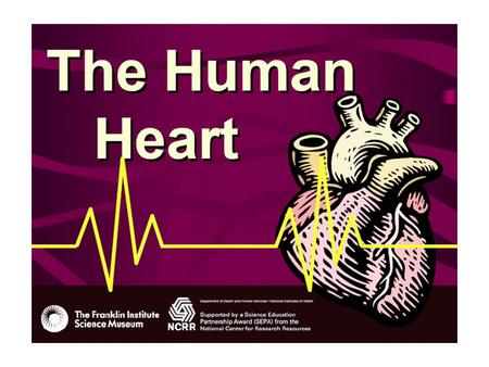 DID YOU KNOW? It takes about 20 seconds to pump blood to every cell in your body. Your body has about six quarts of blood.