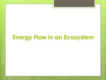 Energy Flow in an Ecosystem