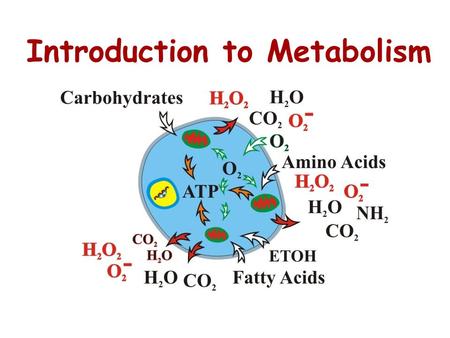 Introduction to Metabolism