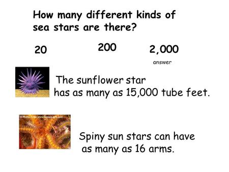 The sunflower star has as many as 15,000 tube feet. Spiny sun stars can have as many as 16 arms. How many different kinds of sea stars are there? 20 200.