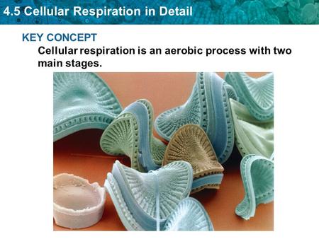 Glycolysis is needed for cellular respiration.