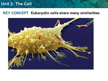 KEY CONCEPT  Eukaryotic cells share many similarities.