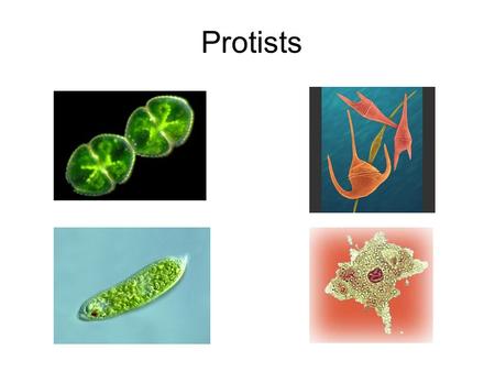 Protists.