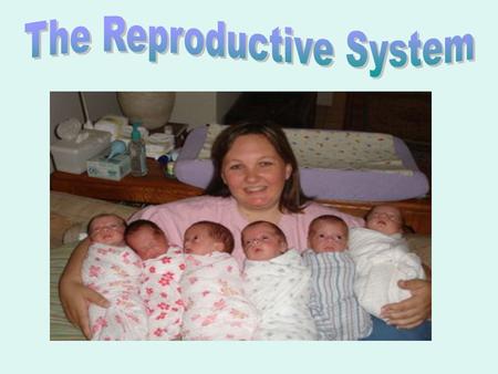 The Reproductive System